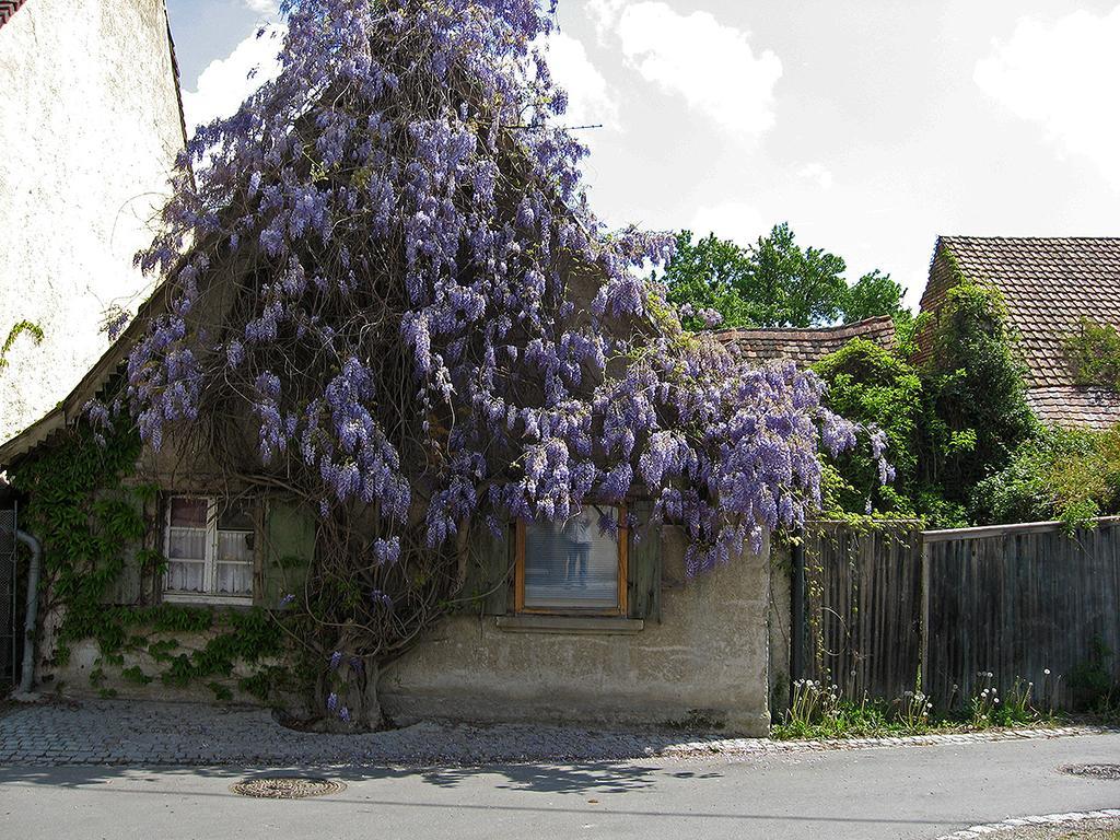 Die Sprachpension - The Language Guesthouse Vogtsburg Eksteriør bilde